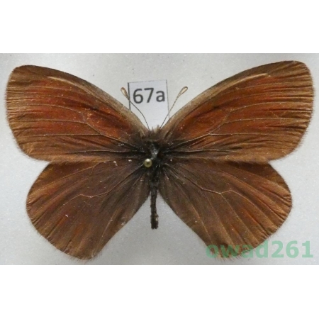 Erebia radians uzungyrus Churkin & Tuzov, 2000 Kyrgyzstan67a